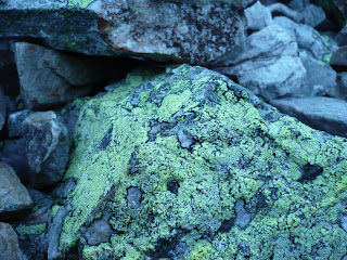 Lichen: Macro Shot!