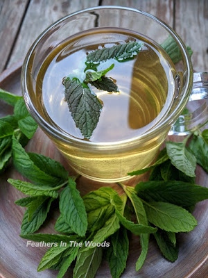 medicinal mint tea