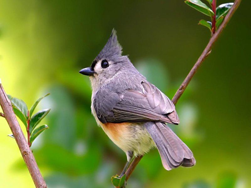 animals and birds in forest