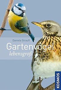 Gartenvögel lebensgroß