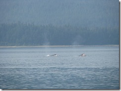 4512 Whale Watching Juneau AK