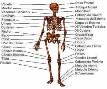 Ossos do Corpo Humano Toda Matéria