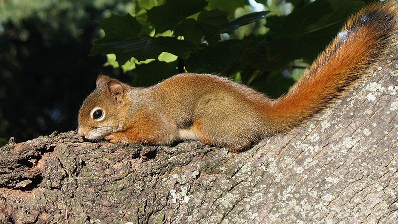 The News For Squirrels Climate Change And The North