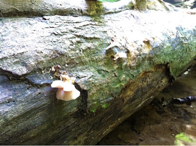 hiking, friends, turkey run, nature, mushroom