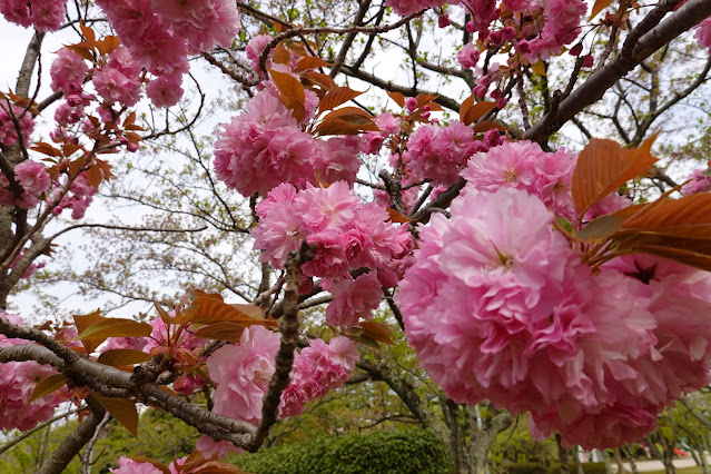 鳥取県米子市久米町　湊山公園　カンザン (関山）