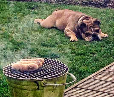 dog waiting for sausages to cook