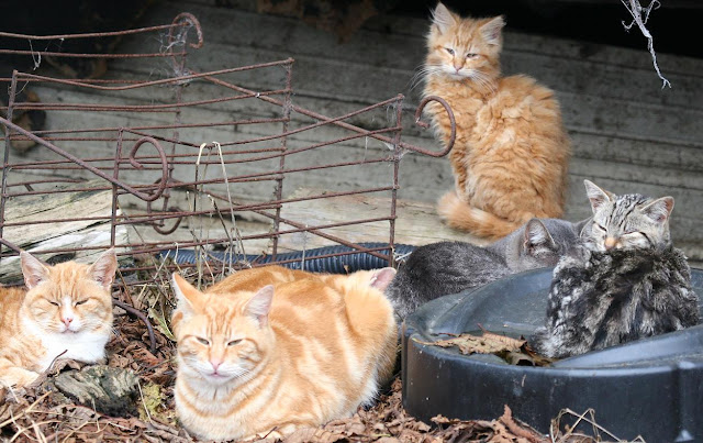 Several orange-ginger cats in a nap conference,with two kibitzing tabbies joining in