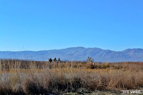 Hunters coming back to the parking area on the Bear River Migratory Bird Refuge 