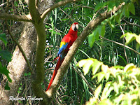 Scarlet Macaw, front view – Costa Rica – July 4, 2011 – photo by Roberta Palmer