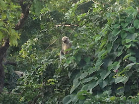 monkey in jungle of junagadh