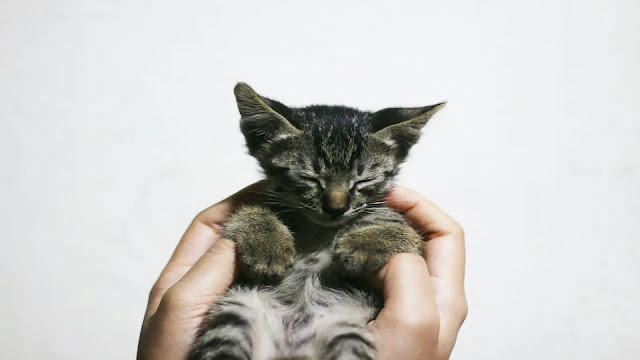 Kitten Teething