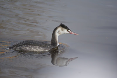 Hjerringslynder - Fuut - Podiceps cristatus