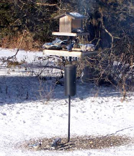 bluejays at feeder