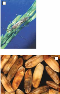 Entomologi ADHY AND AGROTECHNOLOGY
