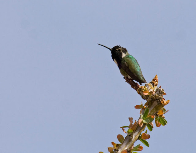 Costa's Hummingbird