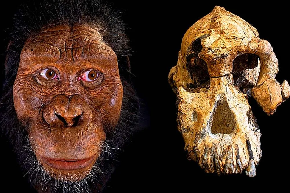 Los fósiles de Australopithecus son más antigüos de lo que creíamos