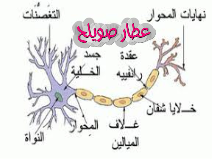 حكم الصفرة والكدرة قبل الحيض وأثناءه وبعده علاج العقم بالاعشاب