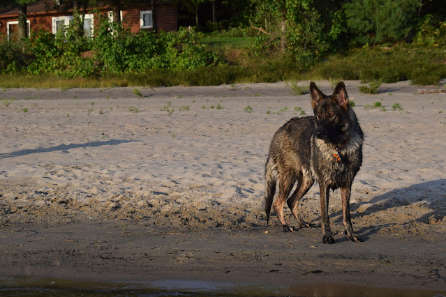 August 26 is National Dog Day