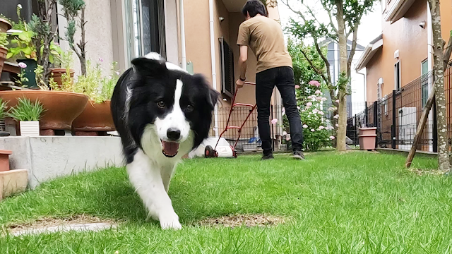 保護犬 ボーダーコリー トーマ 芝刈り