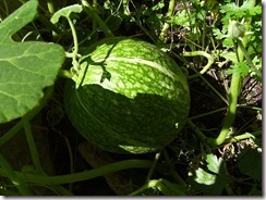 Calabaza