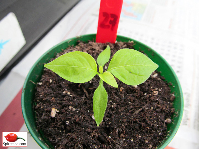 Yellow Jelly Bean Habanero - 13th March 2023