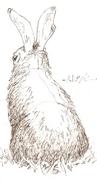 Rabbit seen from the back
