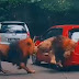 Dua ekor singa berkelahi tabrak mobil pengunjung di Taman Safari Prigen, Pasuruan, Jawa Timur.