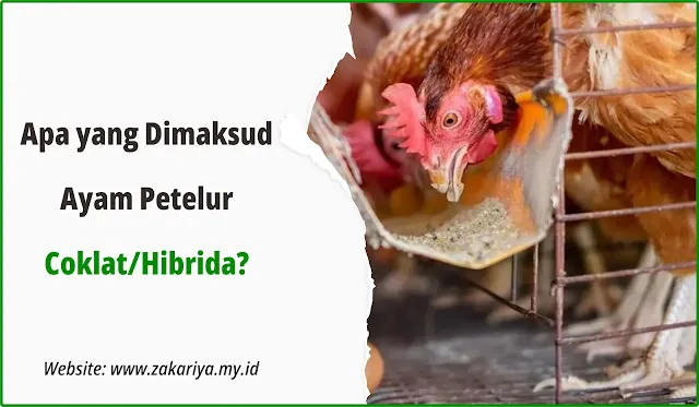 Ayam Petelur Coklat-Hibrida