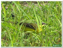 20120506_073922_019_BeiTou