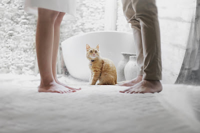 Novio y novia de pie, frente a frente, con un gato entre medias mirándoles