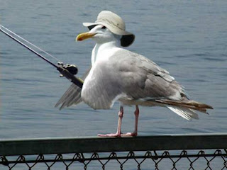 retire seagull