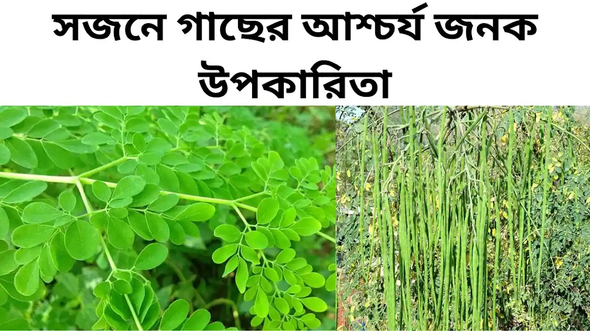 সজনে গাছের আশ্চর্য জনক উপকারিতা: Moringa leafs Benefits