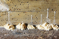 Evidence of a powder post beetle infestation-piles of sawdust below small bore holes in wood.