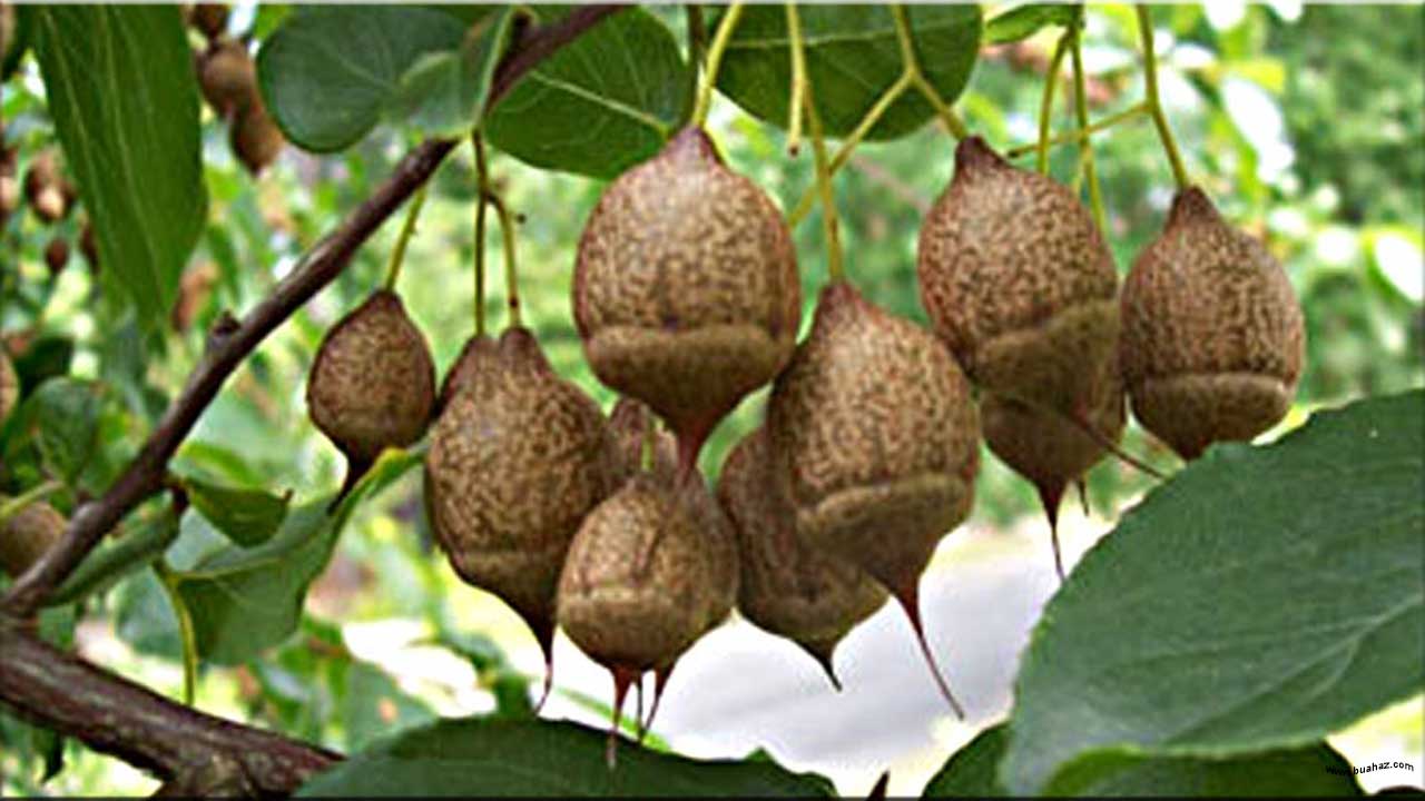  Nama Buah  Dari Huruf X www buahaz com