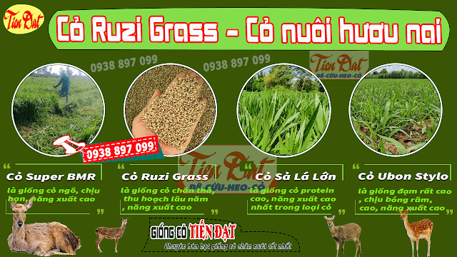 Top 4 loại giống cỏ nuôi hươu nai tốt nhất HIỆN NAY