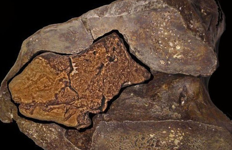 Fosil Otak Dinosaurus Ditemukan
