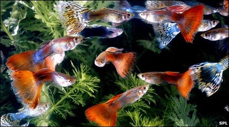 guppies for sale. study of tropical guppies,