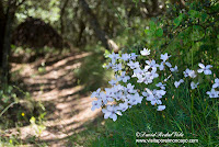 Añon de Moncayo Moncayo Sendero AG-3 Usos Tradicionales