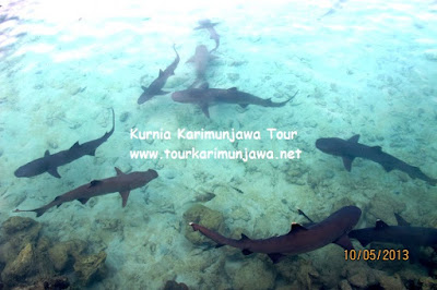 Kumpulan Ikan Hiu Jinak Di Karimun Jawa