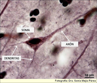 Microfotografías de células nerviosas