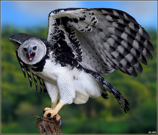 Harpy Eagle photo