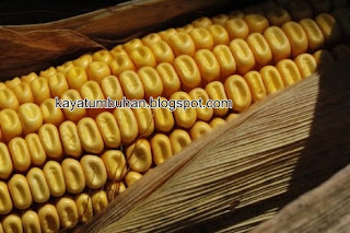 Jagung gigi kuda (Dent corn)