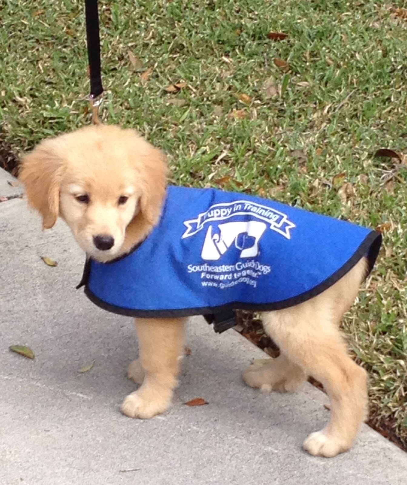 Guide Dog Puppy Training - DopePicz