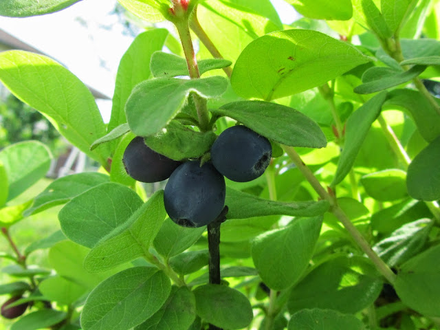 Frutti maturi mirtillo siberiano