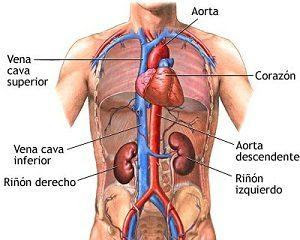 Resultado de imagen de aparato circulatorio anaya