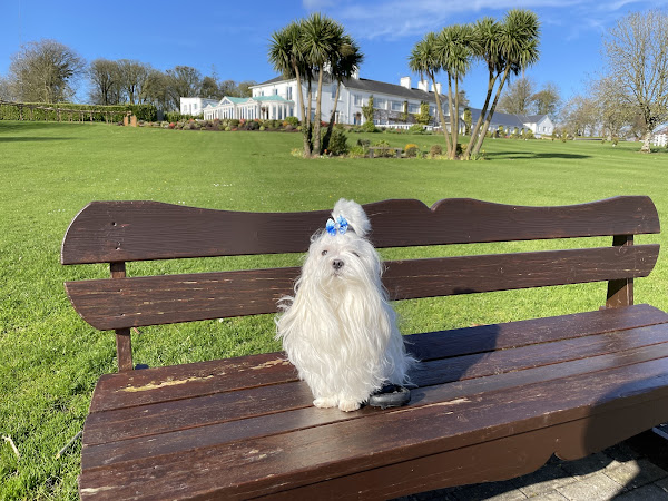 Maltese Bentley Enjoying a Spring Day in Ireland at the Crover House Hotel