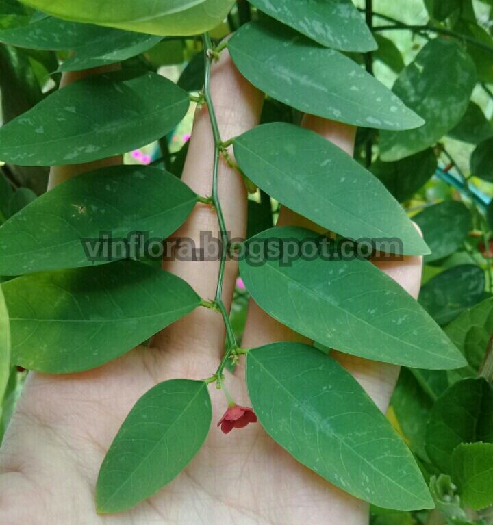  Gambar  Daun Katuk Bunga Katuk dan Buah Katuk VinFlora