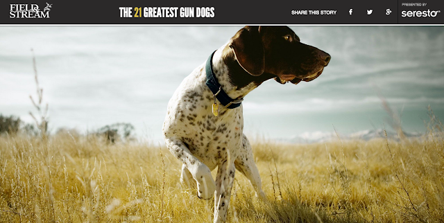 21 greatest gun dog list from field and stream