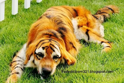 Anjing Berbulu Harimau !