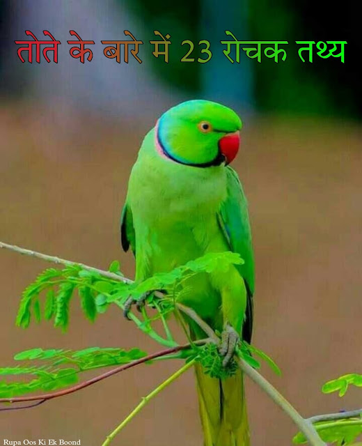 तोते के बारे में 23 रोचक तथ्य || 23 Interesting facts about Parrot ||